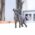 Milano Blue Teacup Italian Greyhound