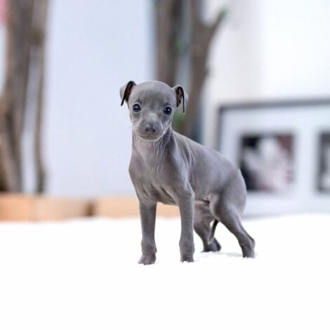 Milano Blue Teacup Italian Greyhound