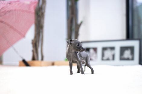 Milano Blue Teacup Italian Greyhound - Image 2