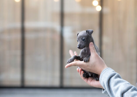 Milano Blue Teacup Italian Greyhound - Image 3