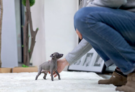 Milano Blue Teacup Italian Greyhound - Image 4