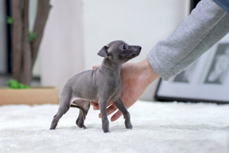 Milano Blue Teacup Italian Greyhound - Image 5
