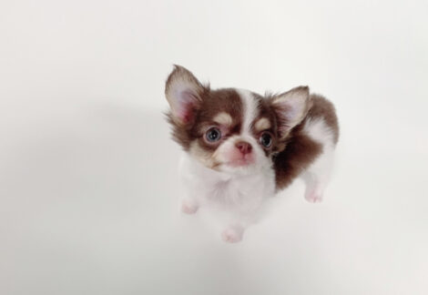 William Micro Chihuahua - Image 2