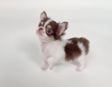 William Micro Chihuahua - Image 3