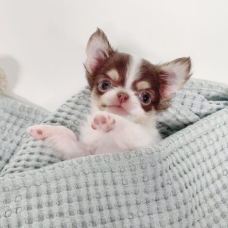 William Micro Chihuahua
