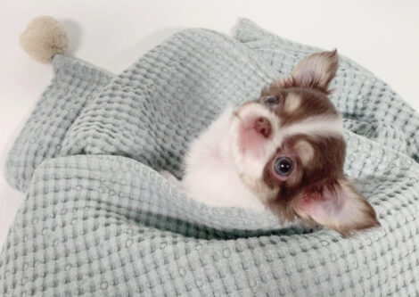 William Micro Chihuahua - Image 4