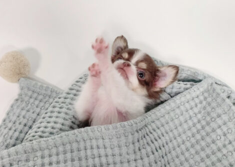 William Micro Chihuahua - Image 5