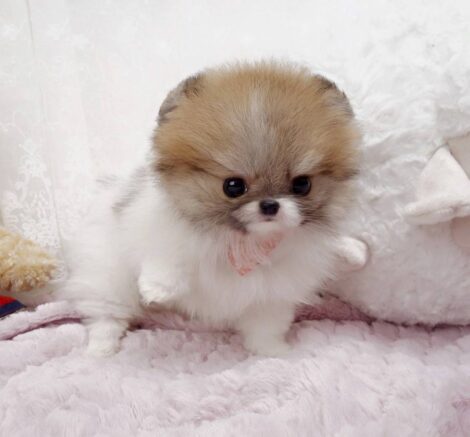 Nigel Teacup Pomeranian - Image 2