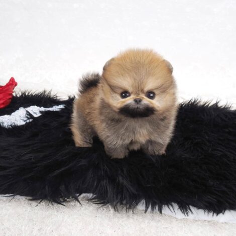 Miles Micro Pom - Image 2
