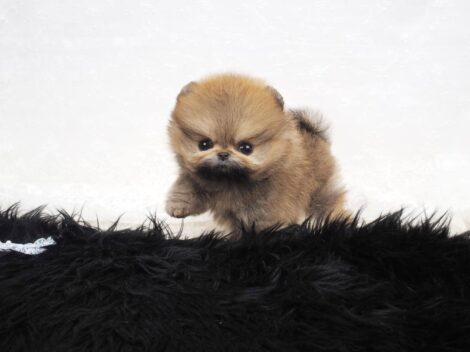 Miles Micro Pom - Image 3