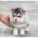 Elijah Teacup Pomsky