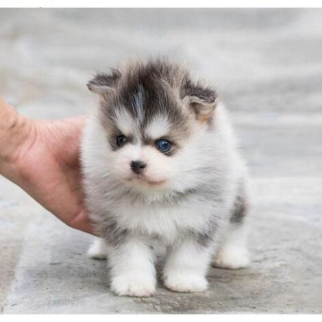 Elijah Teacup Pomsky
