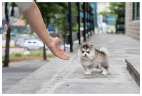 Elijah Teacup Pomsky - Image 2