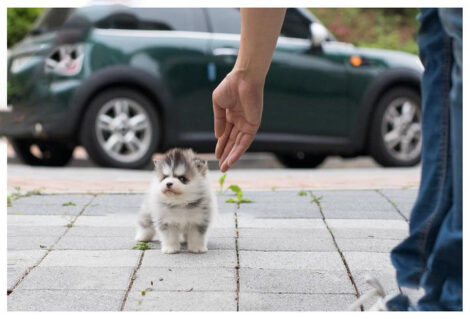 Elijah Teacup Pomsky - Image 3