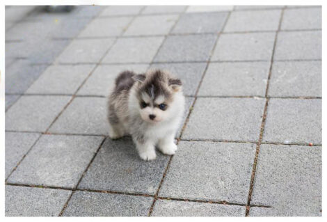 Elijah Teacup Pomsky - Image 4