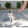 Bitcoin Teacup Pomsky - Image 2