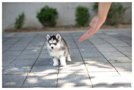 Bitcoin Teacup Pomsky - Image 2