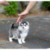 Bitcoin Teacup Pomsky - Image 3