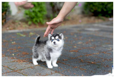 Bitcoin Teacup Pomsky - Image 3