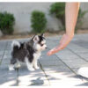 Bitcoin Teacup Pomsky - Image 4
