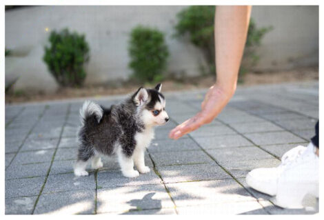Bitcoin Teacup Pomsky - Image 4
