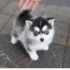 Bitcoin Teacup Pomsky