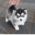 Bitcoin Teacup Pomsky