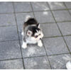 Bitcoin Teacup Pomsky - Image 5