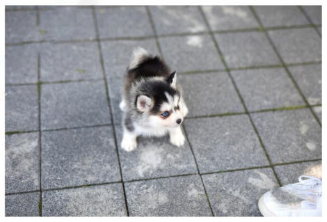 Bitcoin Teacup Pomsky - Image 5