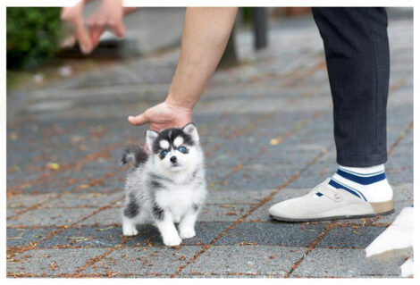 Bitcoin Teacup Pomsky - Image 6