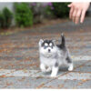 Bitcoin Teacup Pomsky - Image 7