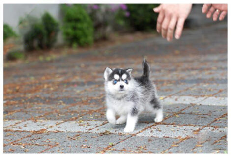 Bitcoin Teacup Pomsky - Image 7