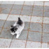 Bitcoin Teacup Pomsky - Image 8