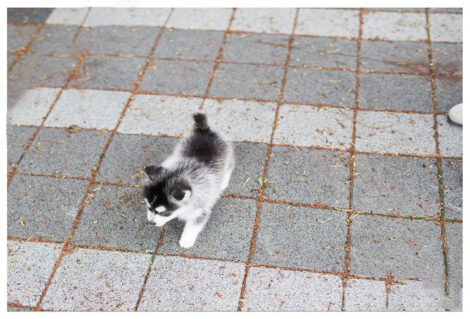 Bitcoin Teacup Pomsky - Image 8