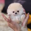 Pixie Ombre Micro Pomeranian - Image 2
