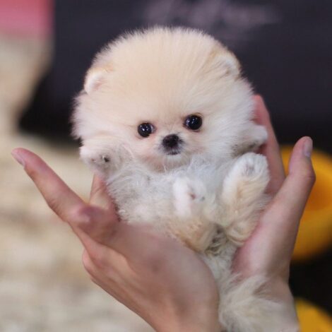 Pixie Ombre Micro Pomeranian - Image 2