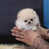 Pixie Ombre Micro Pomeranian - Image 3