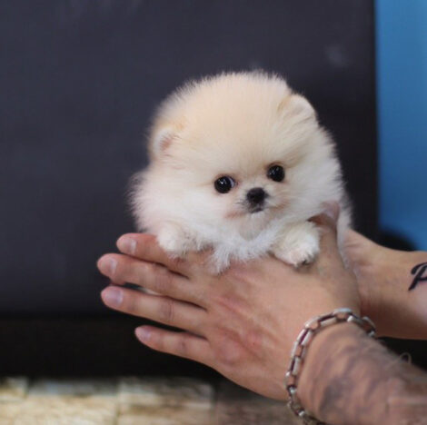 Pixie Ombre Micro Pomeranian - Image 3