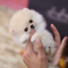 Pixie Ombre Micro Pomeranian - Image 4