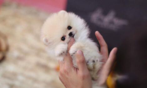 Pixie Ombre Micro Pomeranian - Image 4