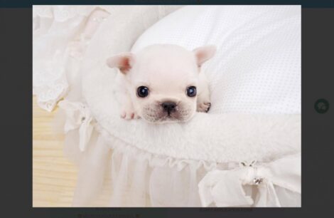 Lillian White Teacup Frenchie - Image 2