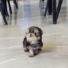 Yaz Teacup Yorkie - Image 2