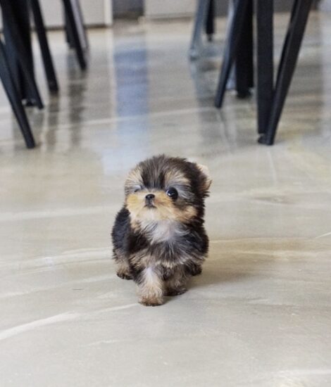 Yaz Teacup Yorkie - Image 2