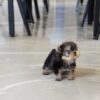 Yaz Teacup Yorkie - Image 3