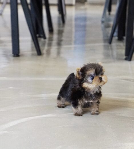Yaz Teacup Yorkie - Image 3