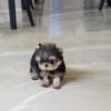 Yaz Teacup Yorkie - Image 4