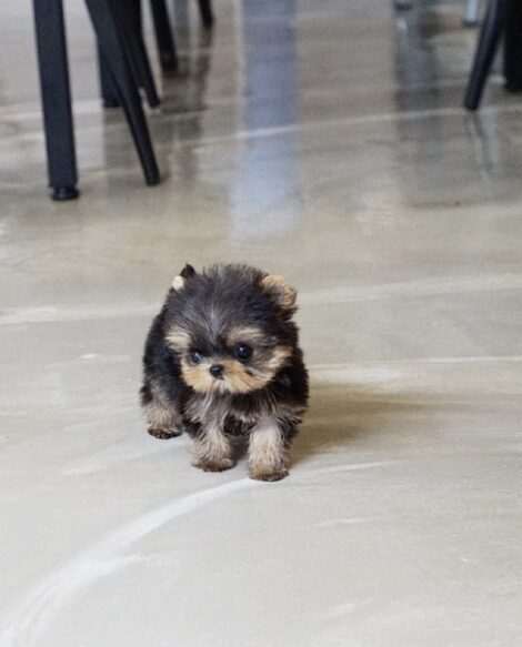 Yaz Teacup Yorkie - Image 4