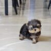 Yaz Teacup Yorkie