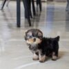 Yaz Teacup Yorkie - Image 5