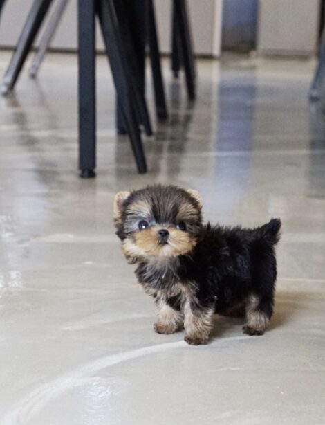 Yaz Teacup Yorkie - Image 5